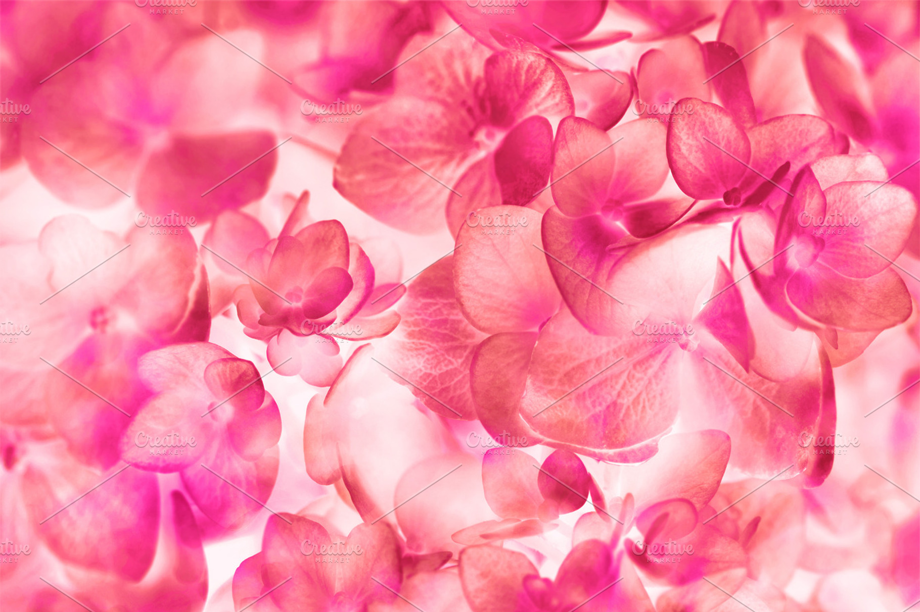 Pink hydrangea flowers containing abstract, anniversary, and art, an Abstract Photo by Cozine