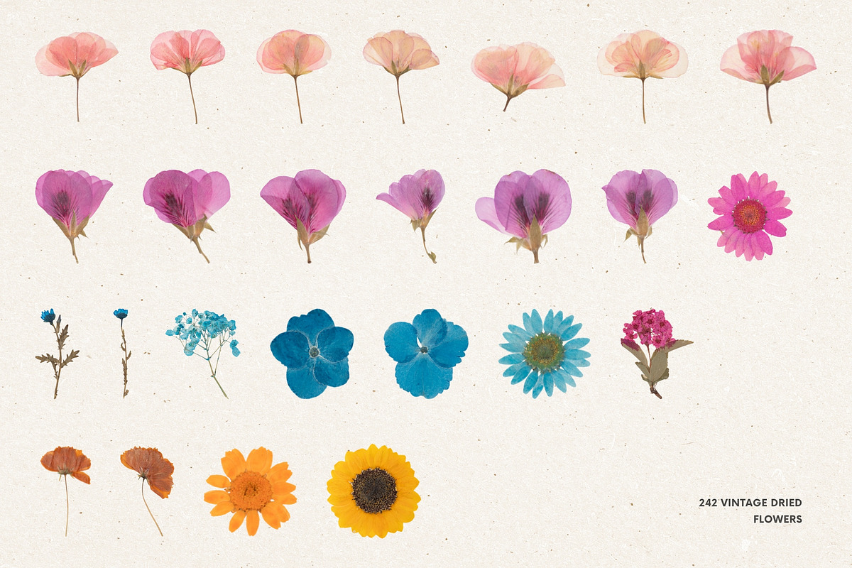242 Vintage Dried Flowers, an Object Graphic by Ksuview (Photo 5 of 11)