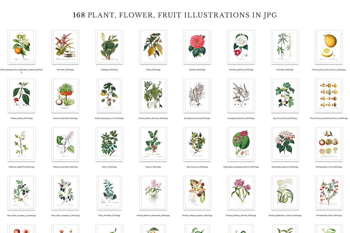168 Vintage Botanical Illustrations, a Decorative Illustration by Olga Begak Art & Design (Photo 6 of 9)