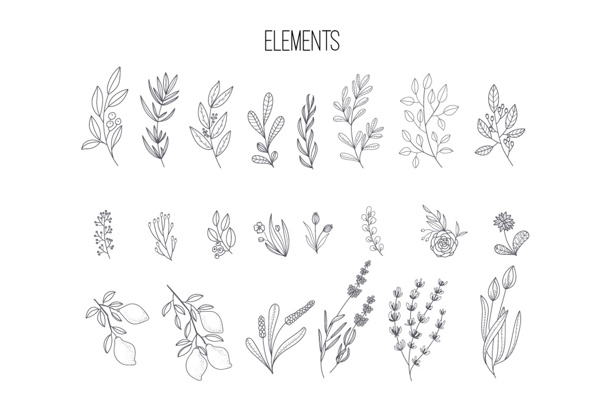 HAND DRAWN NATURAL HERB&LEAF VECTOR preview 3