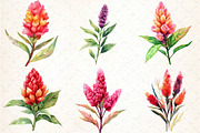 Celosia Flower Clipart, an Illustration by DreamCafeArt (Thumbnail 4 of 9)