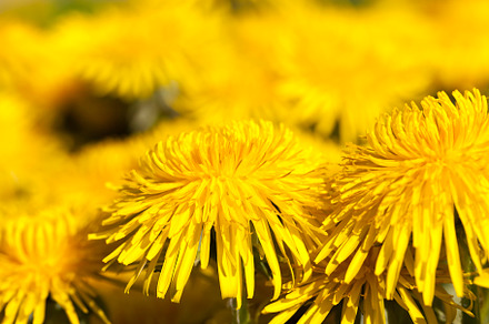 fresh yellow dandelions on the field, a Photo by MyPhotos