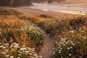 Coastal Path at Golden Hour, a Nature Photo by Virgo Studio