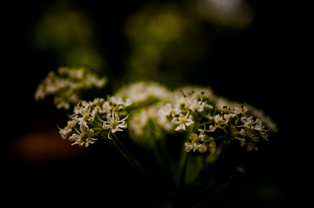 Flowers in dark