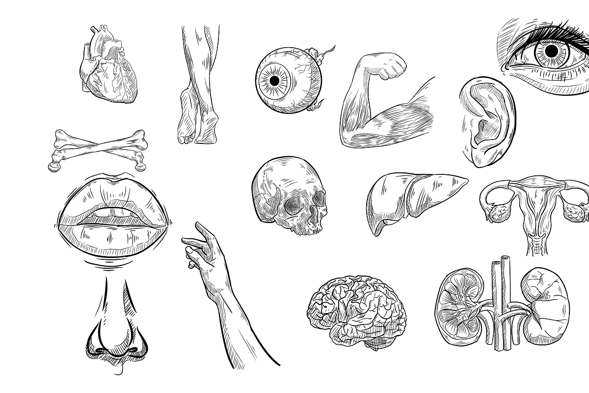 human anatomy handdrawn collection, an Object Graphic by nikagraphic