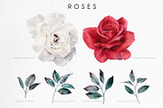 WATERCOLOR BUNDLE Peonies & Roses, an Illustration by ollalya (Thumbnail 14 of 101)