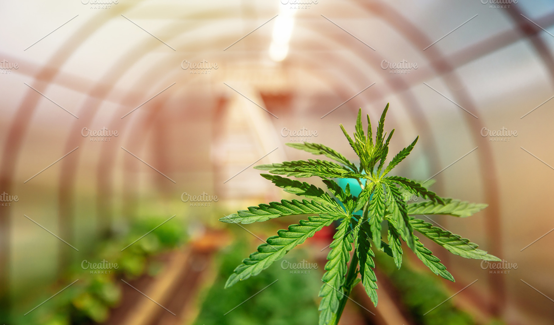 Bush marijuana cannabis on blurred b stock photo containing cannabis and green, a Nature Photo by Parilov