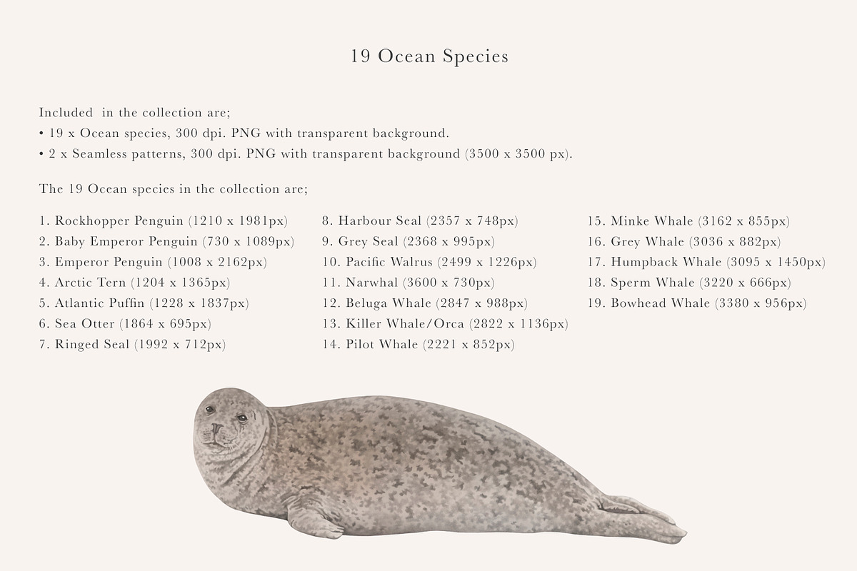 Ocean Species Set - Hand-drawn PNGs, an Animal Illustration by LaurenFittonIllustration (Photo 2 of 10)
