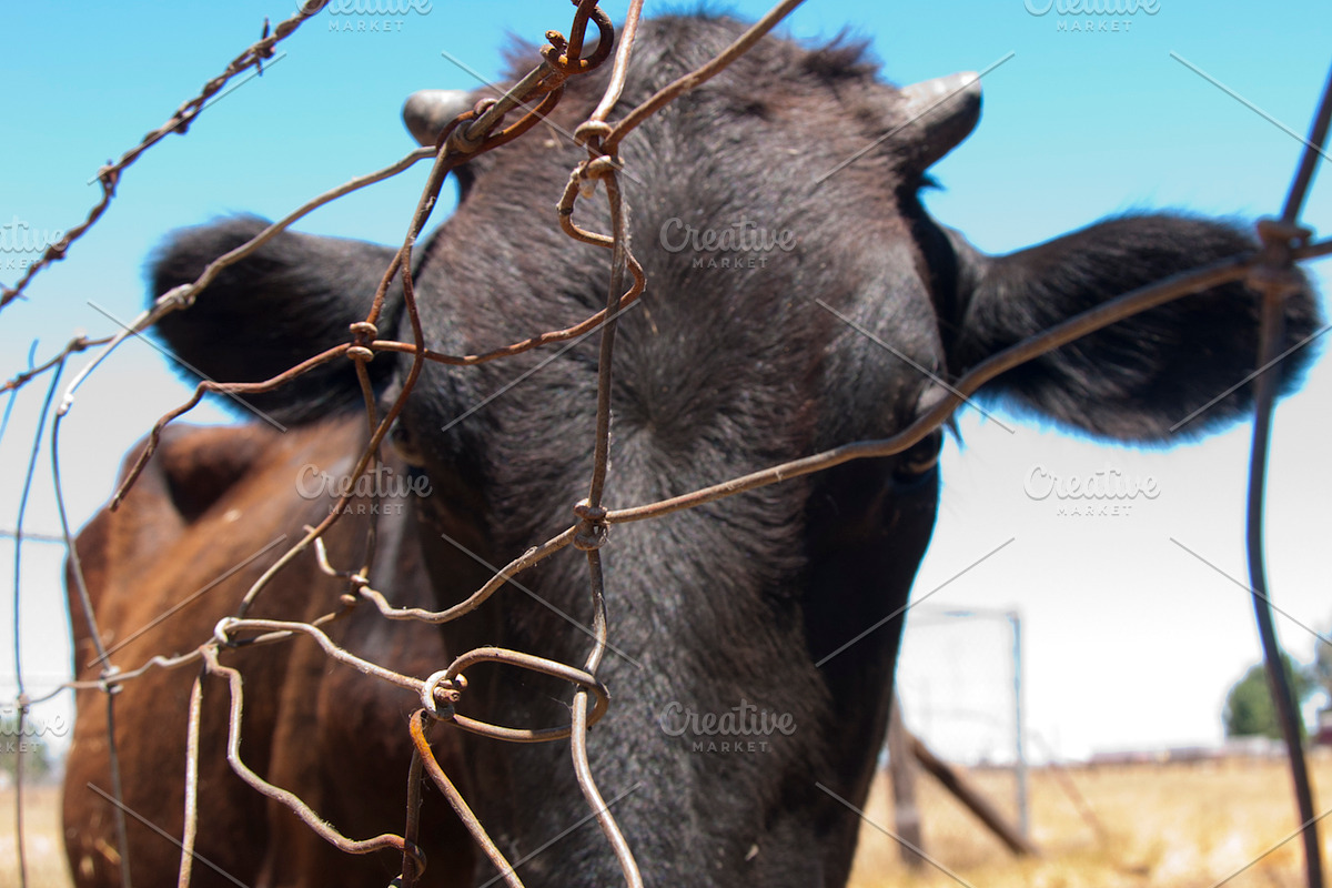 Cow Stock Bundle, an Animal Photo by r.r.palacios (Photo 11 of 14)