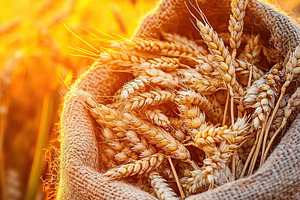 Harvested wheat grains basking in the golden glow of sunset light, a Nature Photo by AlyaAnd