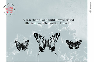 Butterflies Illustrations