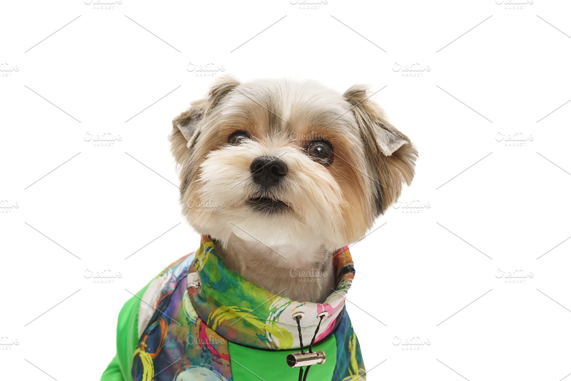 Puppy Maltese lapdog isolated on whi, an Animal Photo by AlexBush