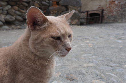 orange tabby cat, a Photo by WorldPhotos