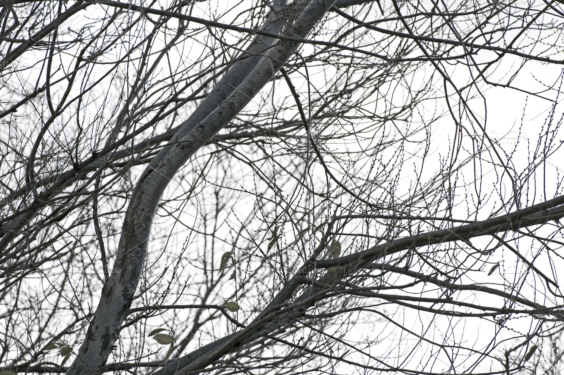 Deciduous Tree