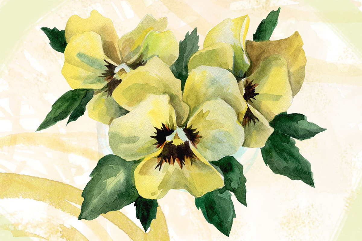 Watercolor flowers set (Pansy), an Illustration by My art shop (Photo 3 of 5)