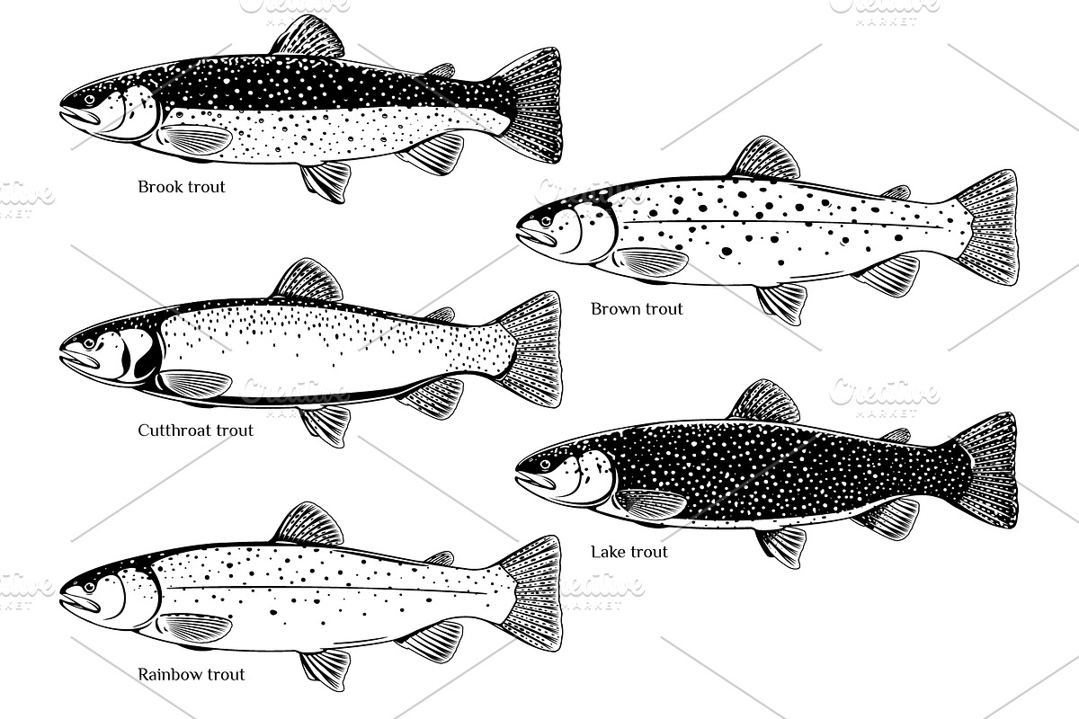 Set of trout fish, an Animal Illustration by Oceloti