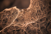 52 Fictional Microscopic Organisms, an Abstract Photo by h.utomo (Thumbnail 21 of 52)