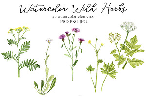 Watercolor Wild Herbs