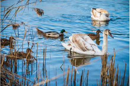 Mute swans and ducks on lake in the, an Animal Photo by COLORFUL