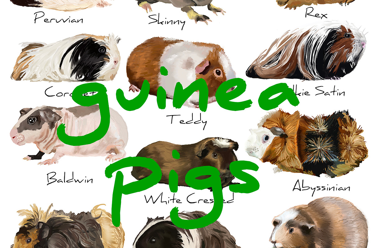 Guinea Pig realistic, an Animal Illustration by KimmiDrawsThings