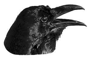 Isolated photo of black crow head, an Animal Photo by DanFLCreativo