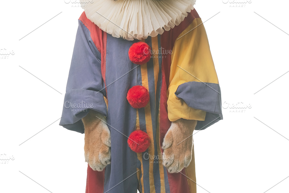 Sad tiger clown front view hyperrealistic irony concept image, an Animal Photo by DanFLCreativo (Photo 1 of 2)