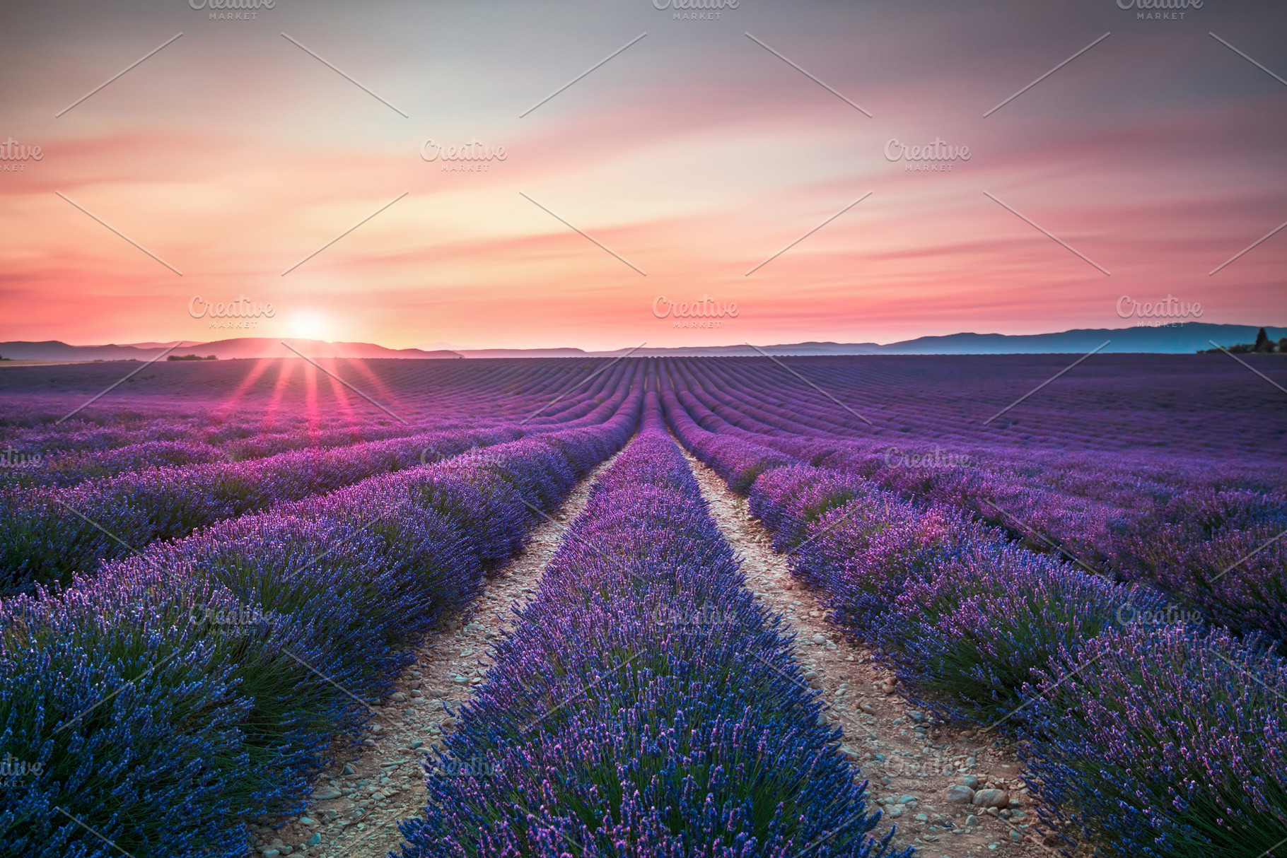 Lavender flower blooming fields containing lavender, lavande, and sunset, a Nature Photo by Stefano Orazzini