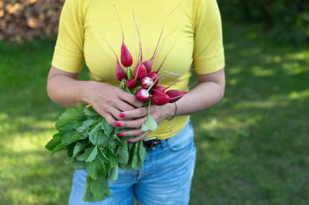 Red fresh radish