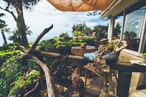 Succulent shoe planter in garden, an Architecture Photo by SkyNext