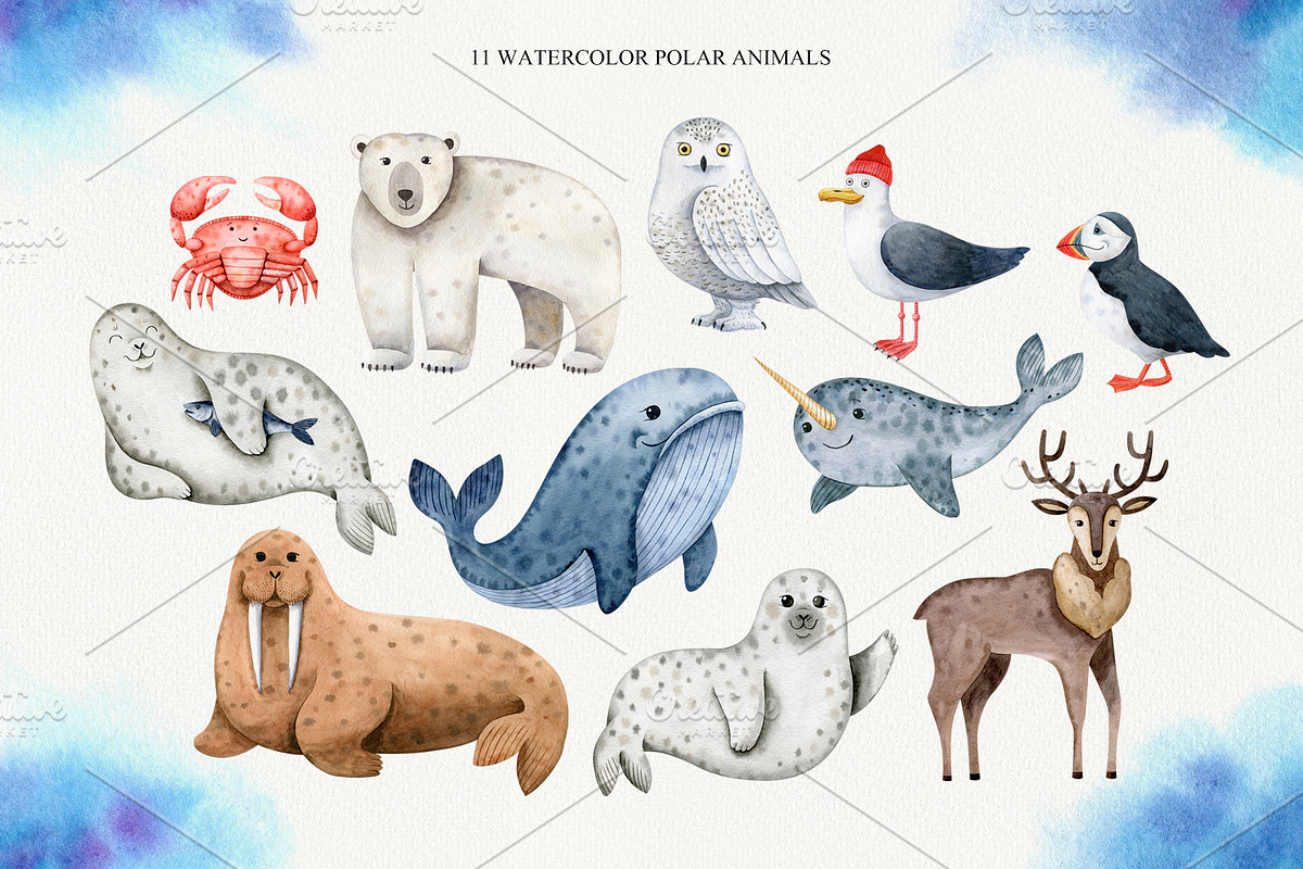 Northern Sea Watercolor Set, an Animal Illustration by Natalia Fedorova (Photo 2 of 16)