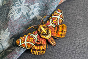 Butterfly Laser Cut Glowforge xTool, an Animal Illustration by Bubert Art (Thumbnail 8 of 9)