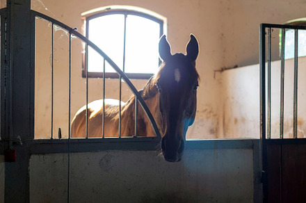 Beautiful bay horse at the stable