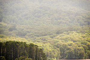 Lake Forest, a Nature Photo by THP Creative