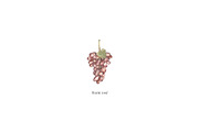 Watercolor Grapes Collection, a Decorative Illustration by MayaNavits (Thumbnail 9 of 9)