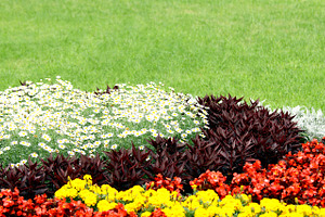 Flowerbed in summer, a Nature Photo by BOOCYS