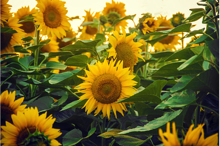 field of flowering sunflowers, a Nature Photo by yanadjana