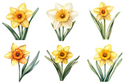 Watercolor Daffodil Flower Clipart, an Illustration by DreamPrint404 (Thumbnail 6 of 7)
