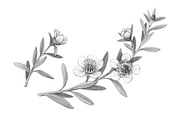 Manuka Pencil Drawing, a Healthcare Illustration by Anna Repp Illustration (Thumbnail 2 of 4)