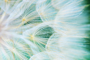 Dandelion 1