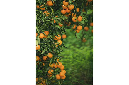 Tangerine green garden, a Nature Photo by Nature and travel
