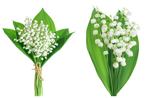 Lilly of the valley flowers isolated