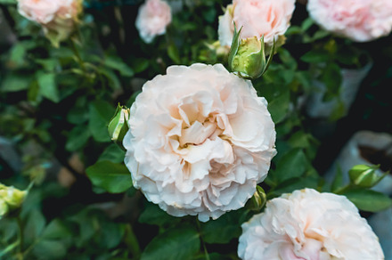 White rose, a Nature Photo by AMMi