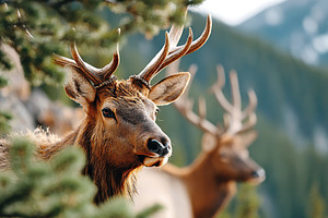 Elk grazing in a lush forest with majestic mountains in the background during d, an Animal Photo by AlyaAnd