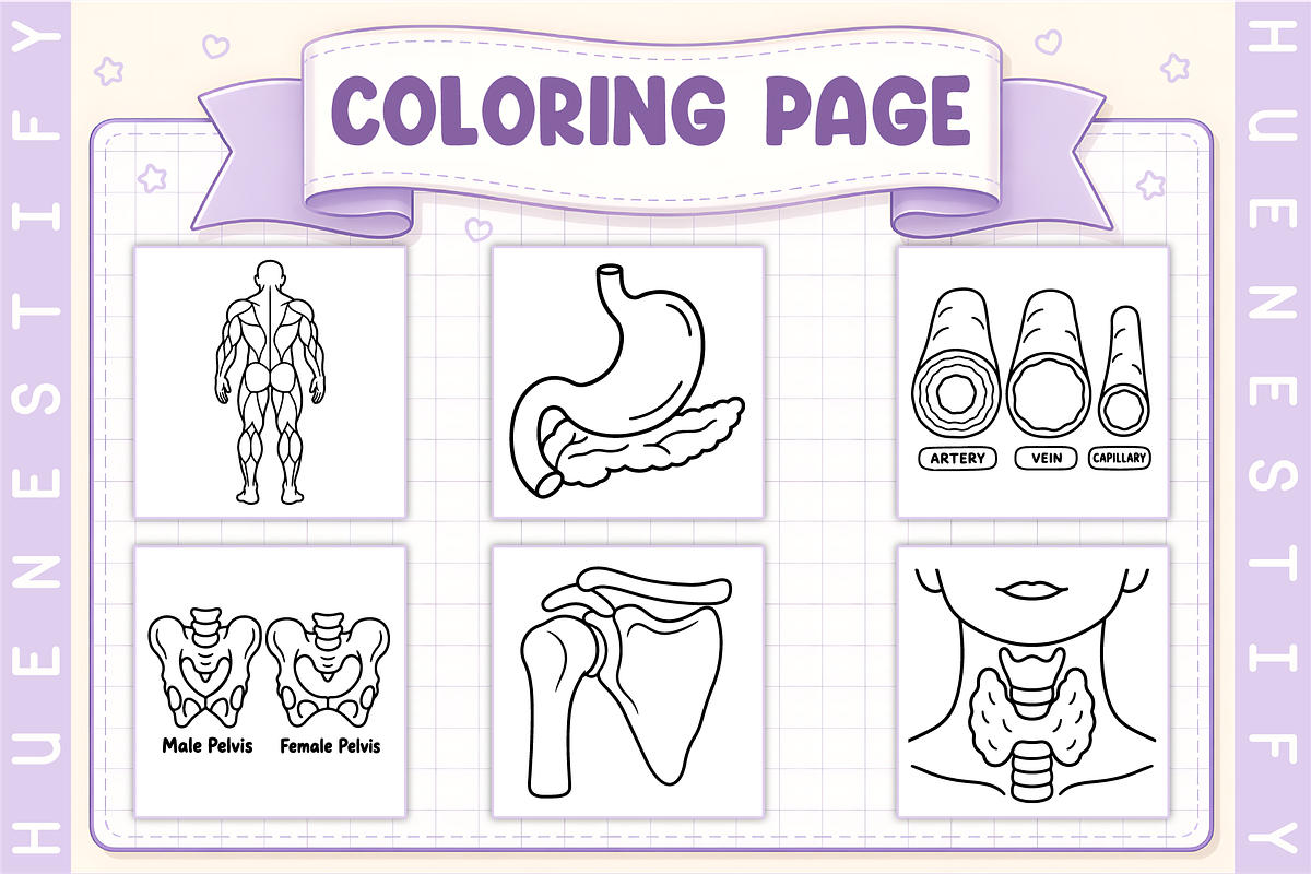 Human Anatomy Coloring Book, an Education Illustration by HueNestify (Photo 2 of 4)