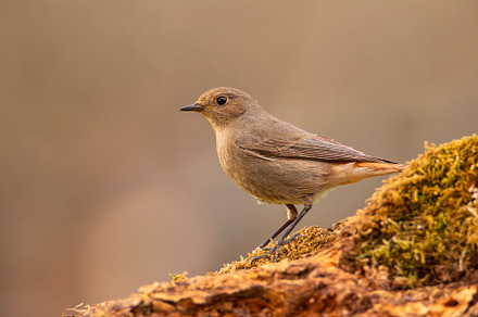 Female Common redstart in the forest., an Animal Photo by CreativePhotoSpain