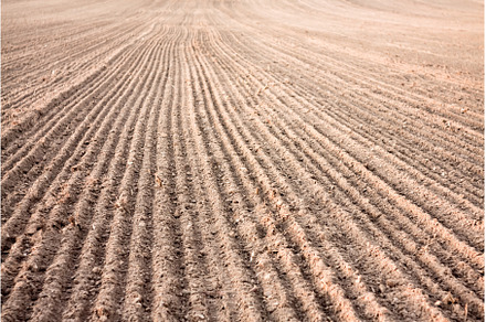 Furrows in a field after plowing it., an Animal Photo by Our Amazing World