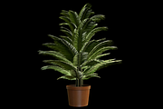 Indoor Plant : Fern, a Plants & Tree 3D Model by Kindesigns (Thumbnail 3 of 4)