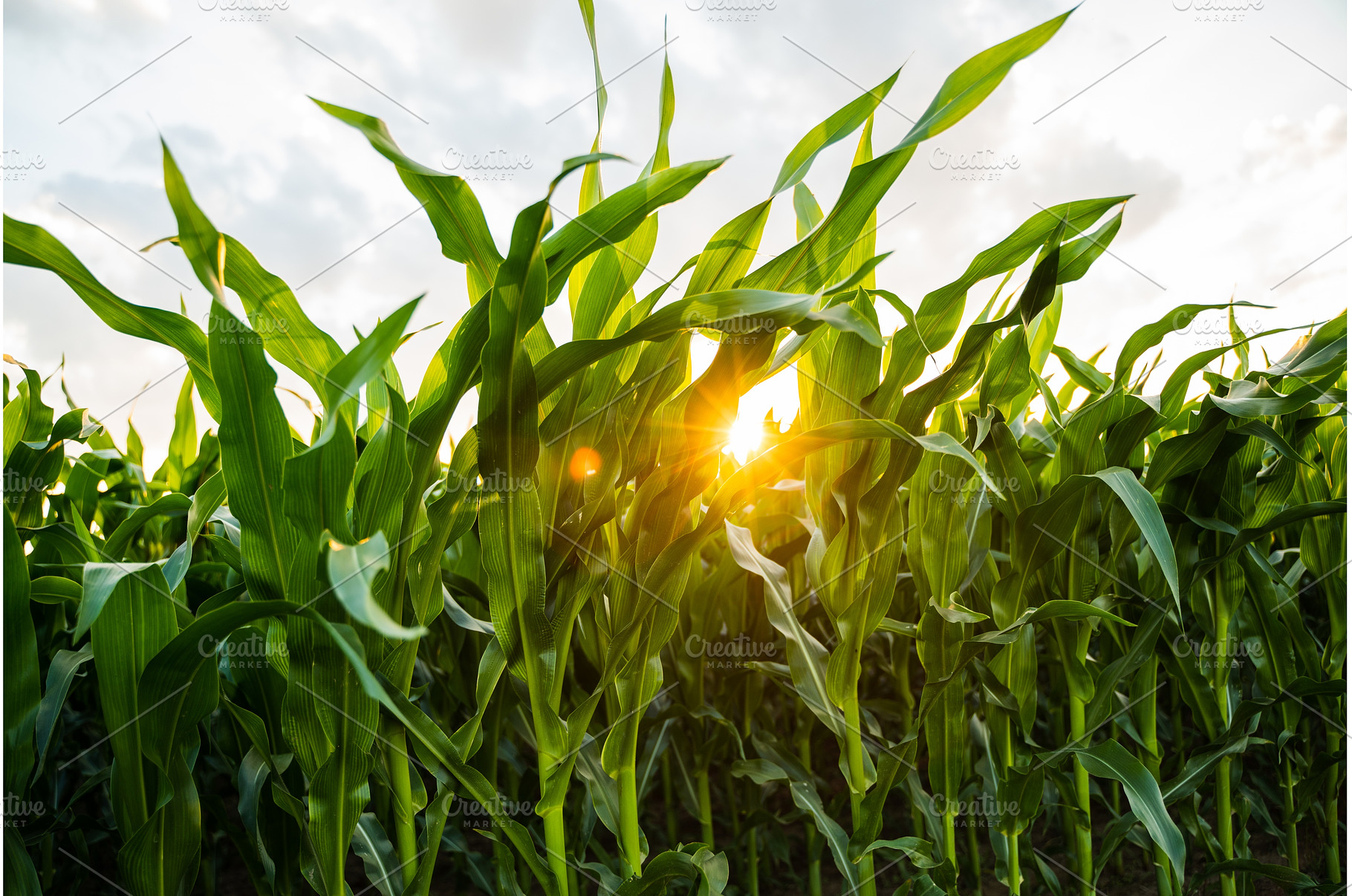 Fresh green corn field with sunlight, an Industrial Photo by volodymyrshtun13795