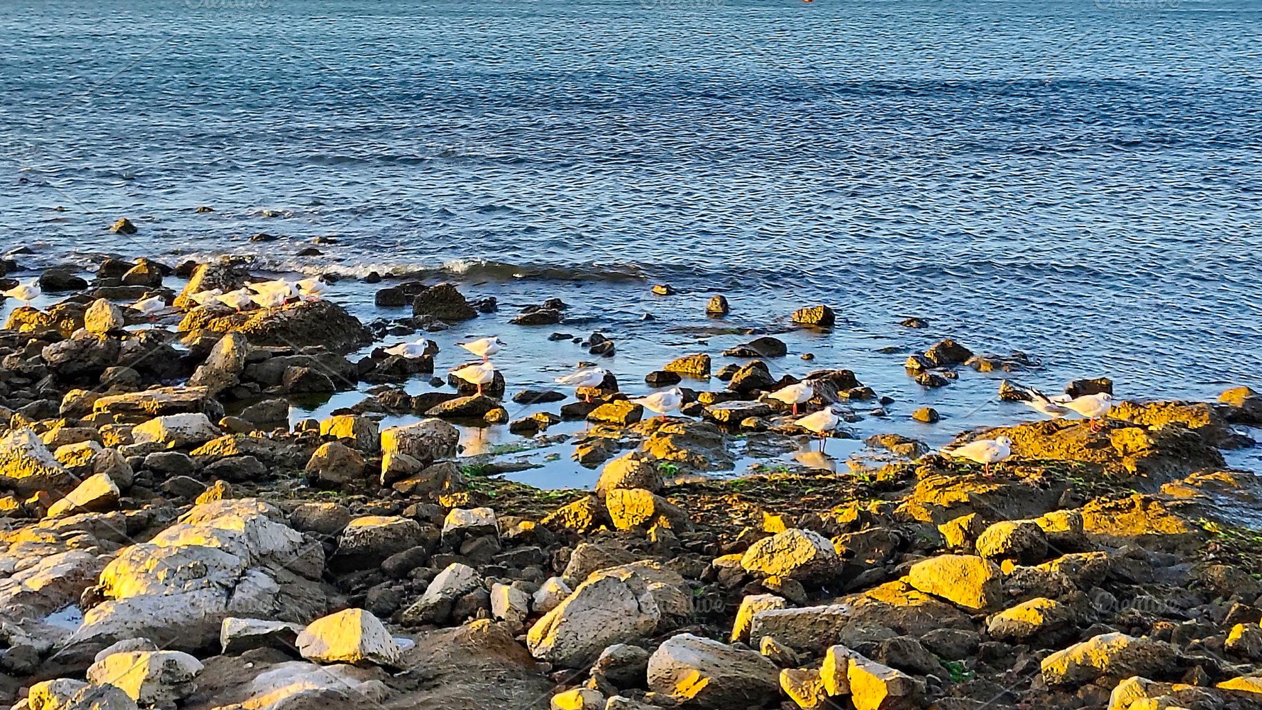 Rocks at border of atlantic ocean, punta del este, uruguay, a Nature Photo by DanFLCreativo