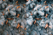 4 Winter Lightroom Presets, a Preset Add-On by AnagramDesign (Thumbnail 7 of 7)